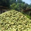 GREEN CARDAMOM - Image 2