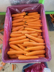 Carrot